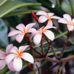Close up of pink and orange flowers