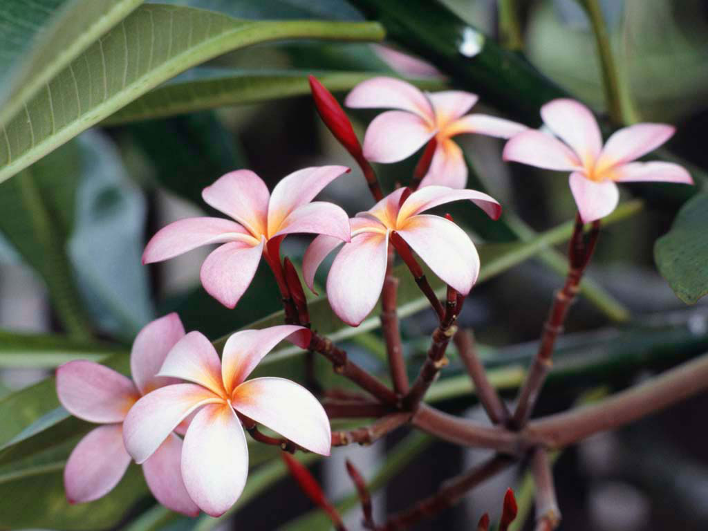 Close up of pink and orange flowers