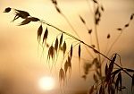 Silhouette of leaves against a sunset